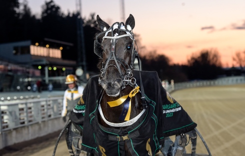 A Teaser efter Margareta-loppet på Solvalla i början av maj. Foto: Lars Jakobsson TR Bild